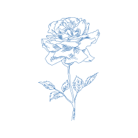 Drawing Flowers Drawing Flowers