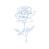 Drawing Flowers Drawing Flowers