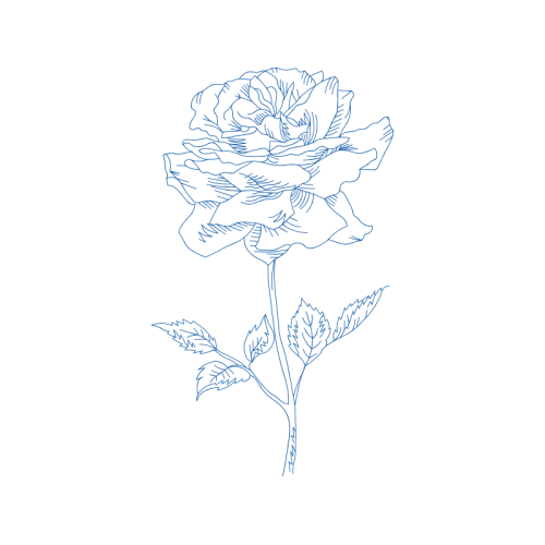 Drawing Flowers Drawing Flowers