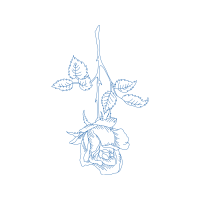 Drawing Flowers Drawing Flowers