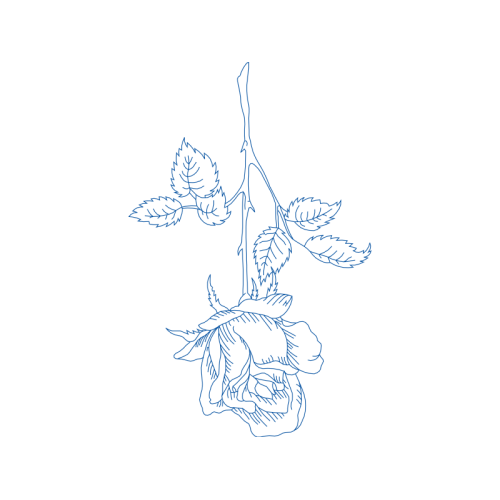 Drawing Flowers Drawing Flowers