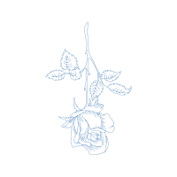 Drawing Flowers Drawing Flowers