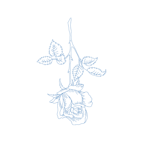 Drawing Flowers Drawing Flowers