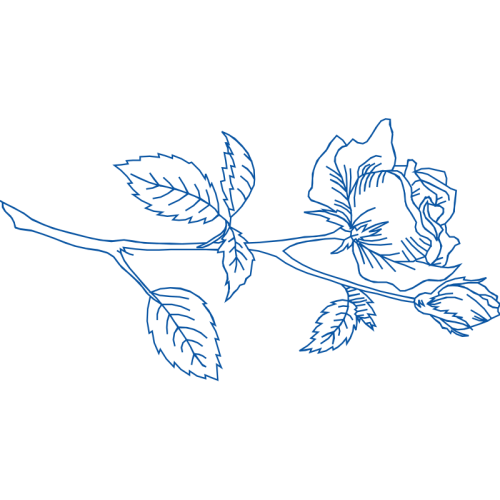 Drawing Flowers Drawing Flowers