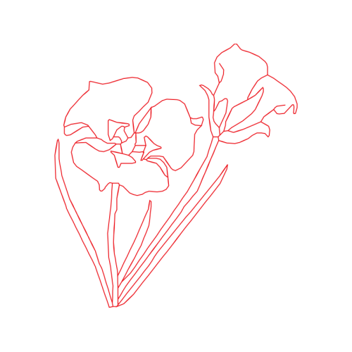 Drawing Flowers Drawing Flowers