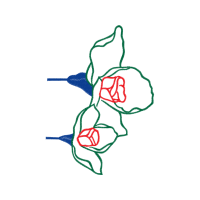 Drawing Flowers Drawing Flowers