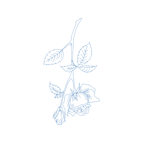 Drawing Flowers Drawing Flowers