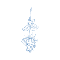 Drawing Flowers Drawing Flowers