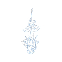 Drawing Flowers Drawing Flowers