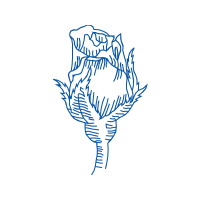 Drawing Flowers Drawing Flowers