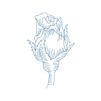 Drawing Flowers Drawing Flowers