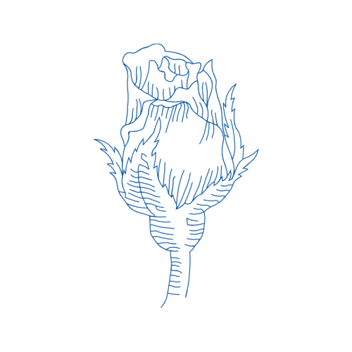 Drawing Flowers Drawing Flowers