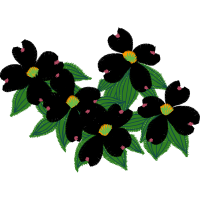 Evergreen Rose Flowers Evergreen Rose Flowers