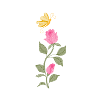 Evergreen Rose Flowers Evergreen Rose Flowers