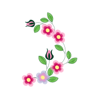 Evergreen Rose Flowers Evergreen Rose Flowers