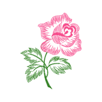 Evergreen Rose Flowers Evergreen Rose Flowers