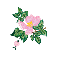 Evergreen Rose Flowers Evergreen Rose Flowers