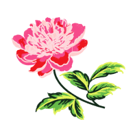 Evergreen Rose Flowers Evergreen Rose Flowers