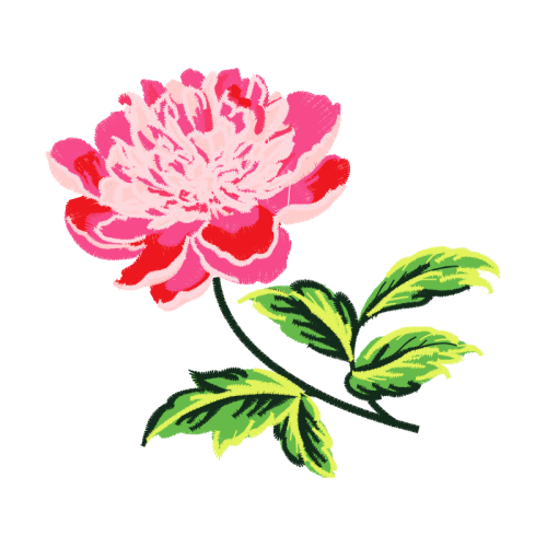 Evergreen Rose Flowers Evergreen Rose Flowers