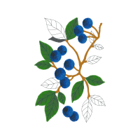 Evergreen Rose Flowers Evergreen Rose Flowers