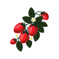 Evergreen Rose Flowers Evergreen Rose Flowers