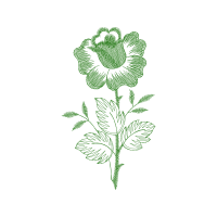 Flower Flowers Flower Flowers