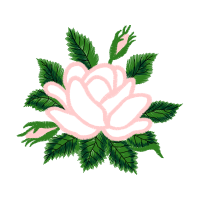 Flower Flowers Flower Flowers