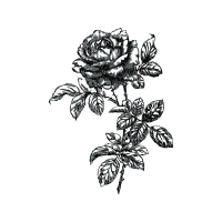 Flower Flowers Flower Flowers