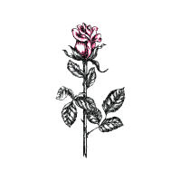 Flower Flowers Flower Flowers