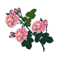 French Rose Flowers French Rose Flowers