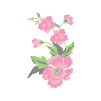 French Rose Flowers French Rose Flowers