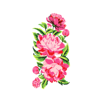 French Rose Flowers French Rose Flowers