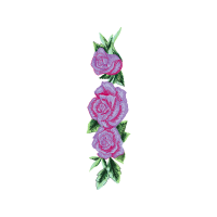 Garden Roses Flowers