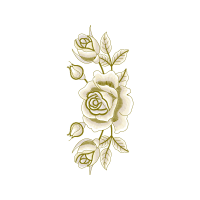 Garden Roses Flowers Garden Roses Flowers