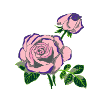 Garden Roses Flowers Garden Roses Flowers