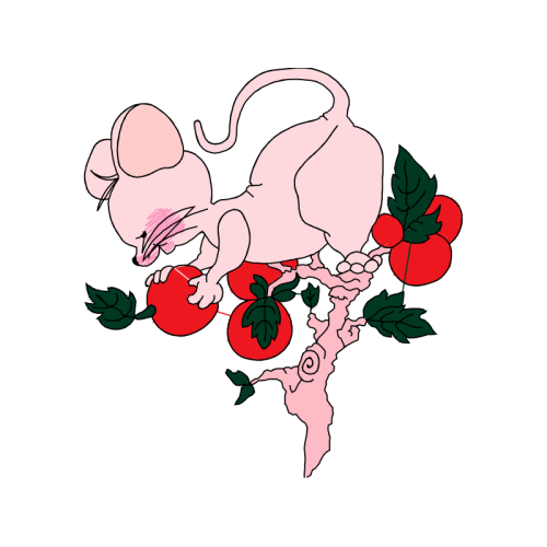 Garden Roses Flowers Garden Roses Flowers