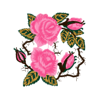 Garden Roses Flowers Garden Roses Flowers