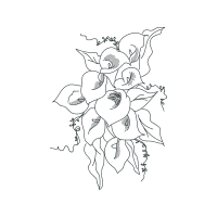 Garden Roses Flowers Garden Roses Flowers