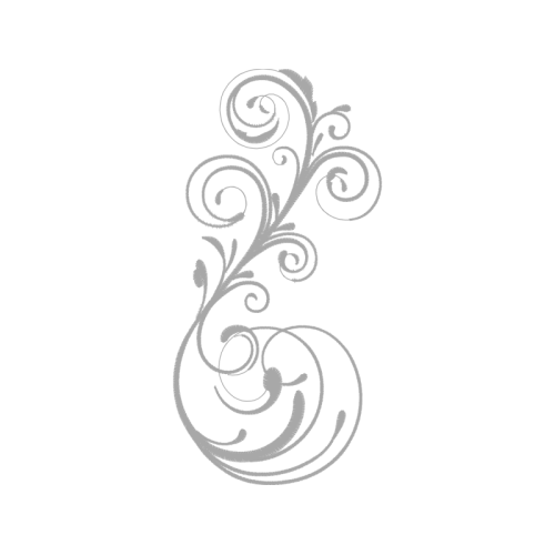 Garden Roses Flowers Garden Roses Flowers