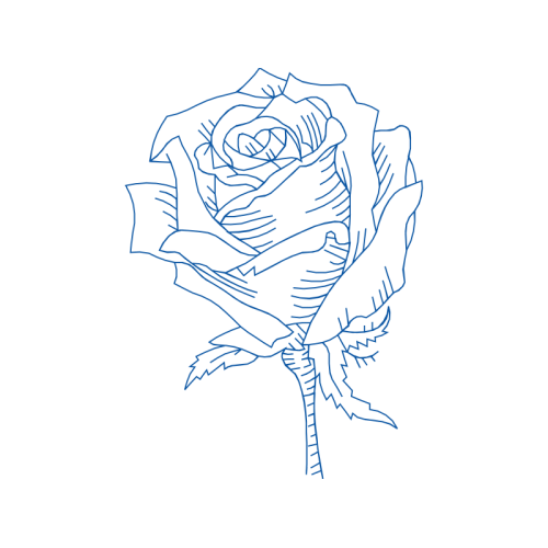 Garden Roses Flowers Garden Roses Flowers