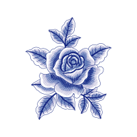 Garden Roses Flowers Garden Roses Flowers