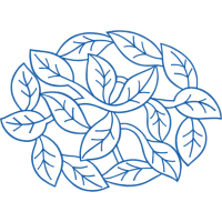 Garden Roses Flowers