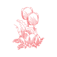 Garden Roses Flowers