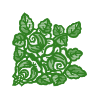 Garden Roses Flowers