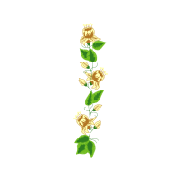 Garden Roses Flowers