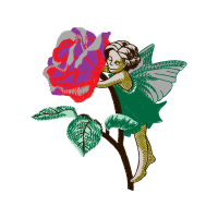 Garden Roses Flowers