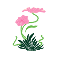 Garden Roses Flowers Garden Roses Flowers