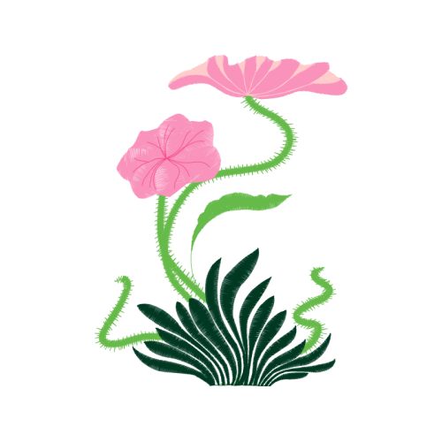 Garden Roses Flowers Garden Roses Flowers