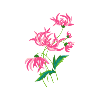 Garden Roses Flowers