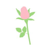 Garden Roses Flowers